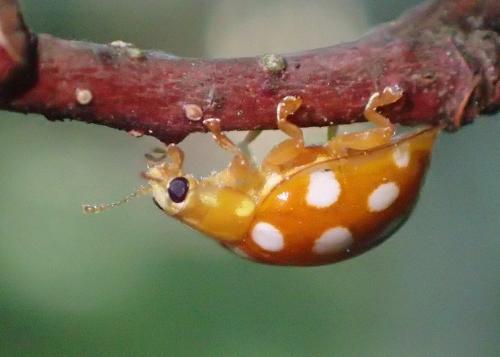 Réf. 237 597 : Halyzia sedecimguttata